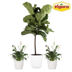 Arcadia Garden Products LV70 Live 4 Monstera Thai Constellation Rare  Variegated Indoor Houseplant in White Plastic Pot, 4-inch *Cannot Ship to