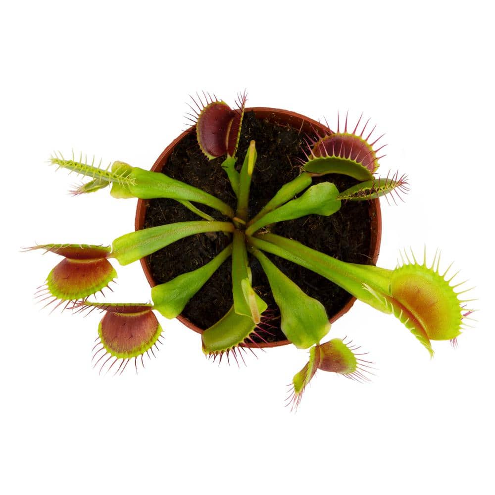Small Green Venus Fly Trap in Black Grower Pot