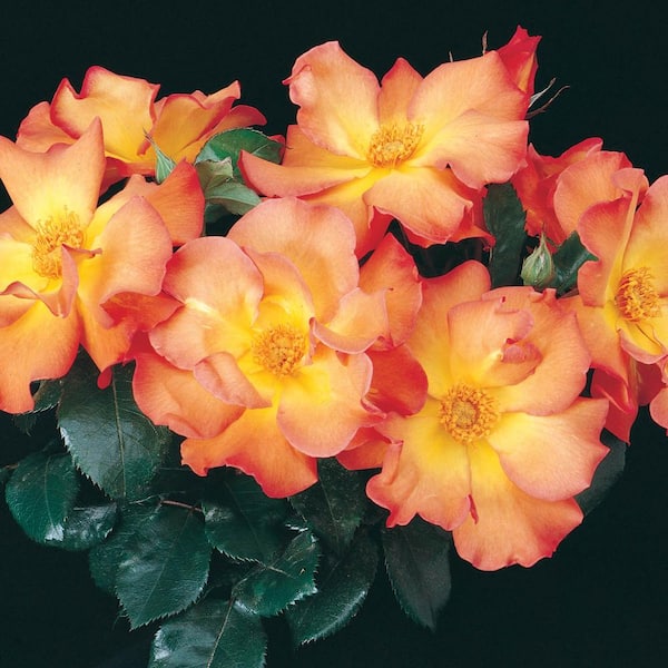 Spring Hill Nurseries Playboy Floribunda Rose Live Bareroot Plant with Orange Color Flowers (1-Pack)