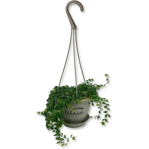 Wekiva Foliage Enchanting String of Frogs Hanging Basket-Live Plant in a 4.5 in. Hanging Nursery Pot-Ficus Pumila