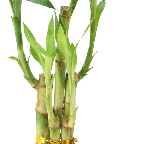 lucky bamboo plants Lucky Bamboo Plant main image 0