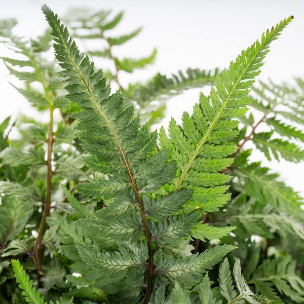 Vigoro 1.5 Pt. Fern Hardy Japanese Painted Perennial Plant (5-Pack