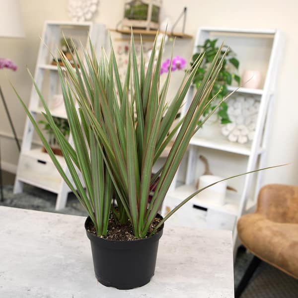 bloomiq.com indoor plants BloomIQ Smart Planter – Your Store Trends main image 1