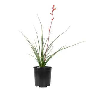 1 Gal. Hesperaloe Parviflora Red Yucca Color Plant