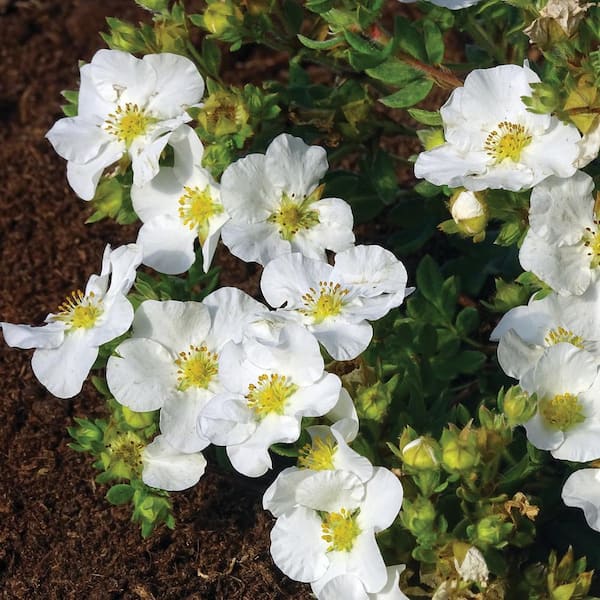 BLOOMIN' EASY 2 Gal. Bella Bianca Potentilla Live Shrub, Pure White Flowers  DGPE5487 - The Home Depot