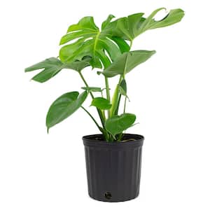 1.9 Gal. Philodendron Monstera Deliciosa Plant in 9.25 in. Grower Pot