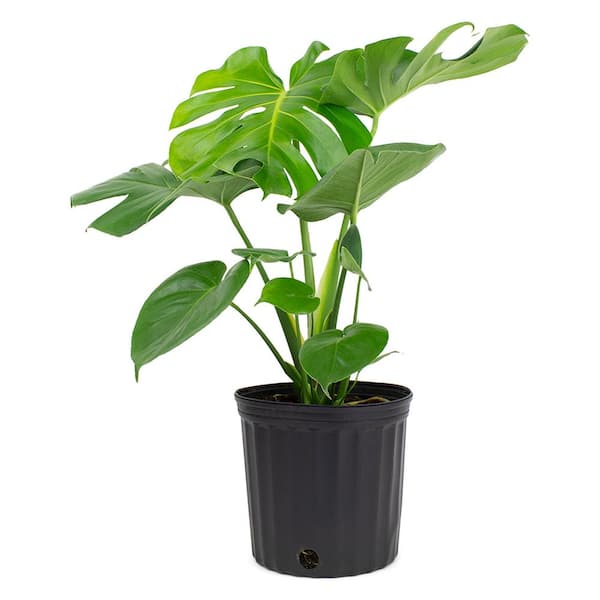 Pure Beauty Farms 1.9 Gal. Philodendron Monstera Deliciosa Plant in 9.25 in. Grower Pot