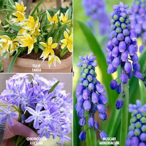 Early Spring Bulb Garden (Set of 75)