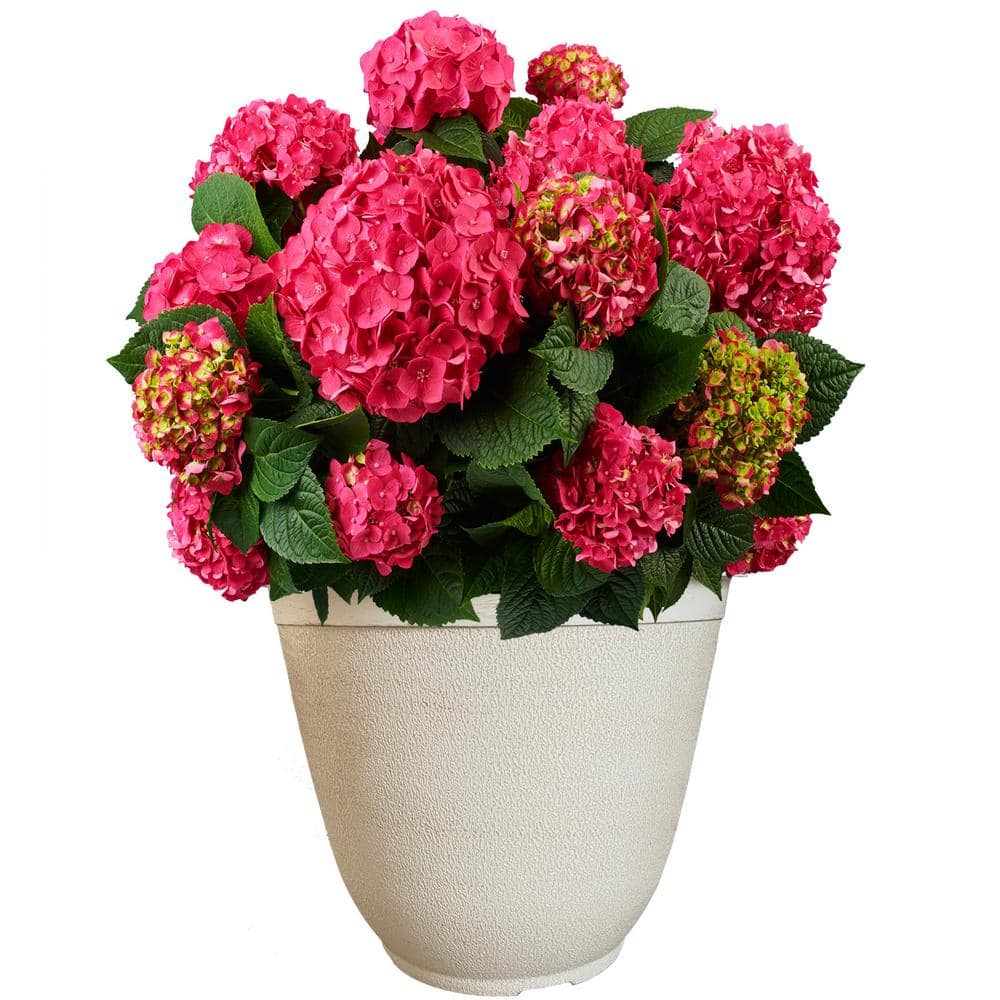 14 in. Summer Crush Reblooming Hydrangea Flowering Shrub with Raspberry Red