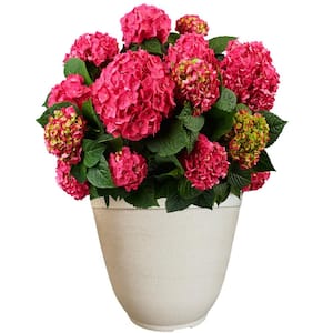 14 in. Summer Crush Bigleaf Hydrangea Flowering Shrub with Raspberry Red Flowers in a White Decorative Pot