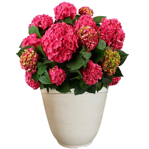 Endless Summer 14 in. Summer Crush Reblooming Hydrangea Flowering Shrub ...