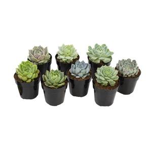 2.5 in. Echeveria Collection Plant (8-Pack)