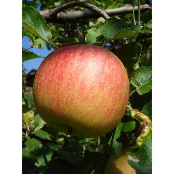 https://images.thdstatic.com/productImages/7c5b0306-ff67-42d6-b223-dd6830ff79ed/svn/online-orchards-fruit-plants-ftap007-44_600.jpg
