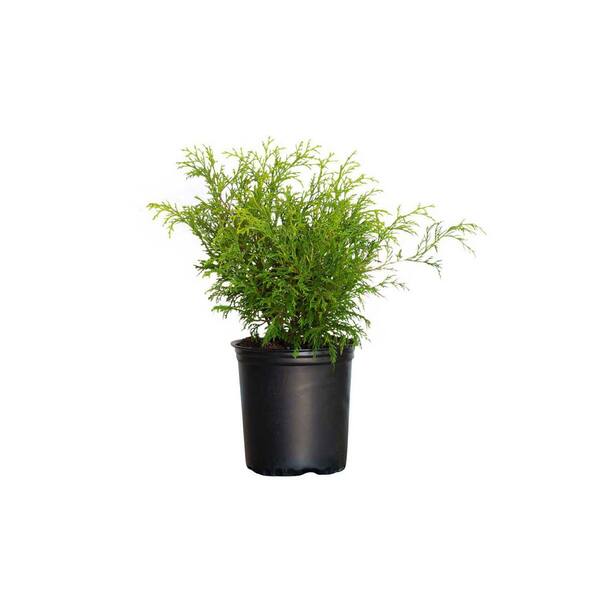 FLOWERWOOD 2.5 qt. Gold Mop False Cypress with Golden Yellow Weeping ...