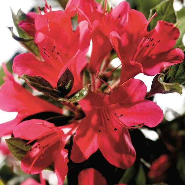 ENCORE AZALEA 2 Gal. Autumn Ruby Azalea Bush with Reblooming Petite Red Blooms - Low-Maintenance Evergreen Shrub