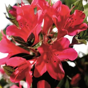 2 Gal. Autumn Ruby - Re-Blooming Compact Evergreen Shrub with Petite Red Blooms