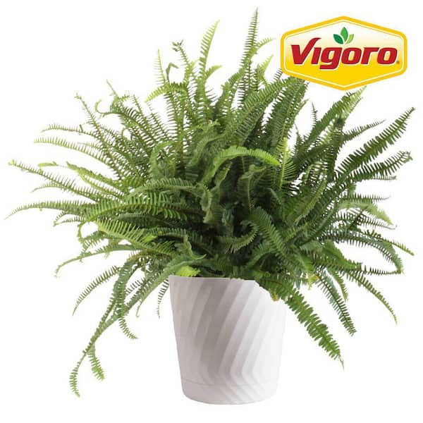 Vigoro Kimberly Queen Fern Plant in 10in. White Decor Pot, Avg. Shipping Height 1-2 ft. Tall