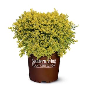 2 Gal. Touch of Gold Holly Shrub