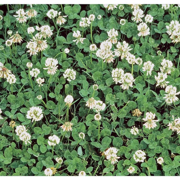 1 lb. White Dutch Clover, Provides Erosion Control