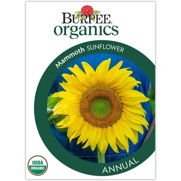 Organic Sunflower Mammoth Seed