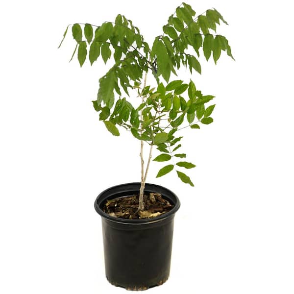 2.5 Qt. Wisteria Blue Flowering Shrub with Blue Flowers