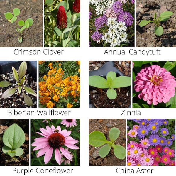 Warm Color Wildflower Seed Patches