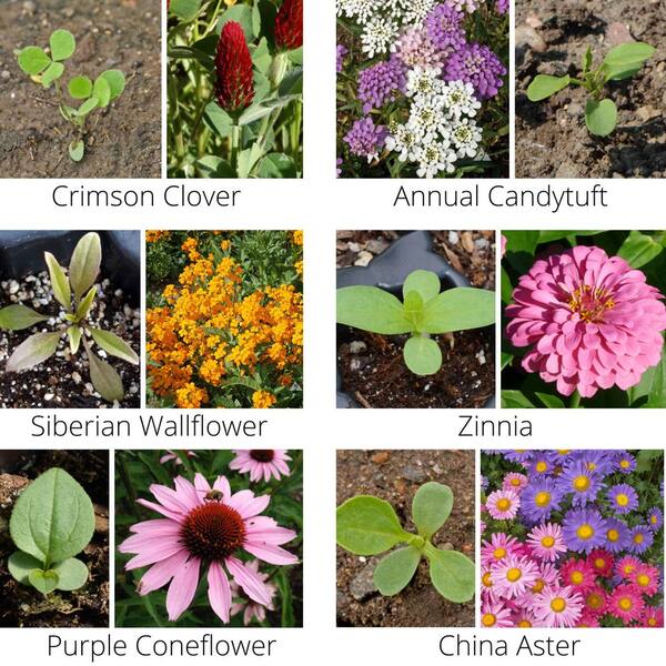 Cool Color Wildflower Seed Patches