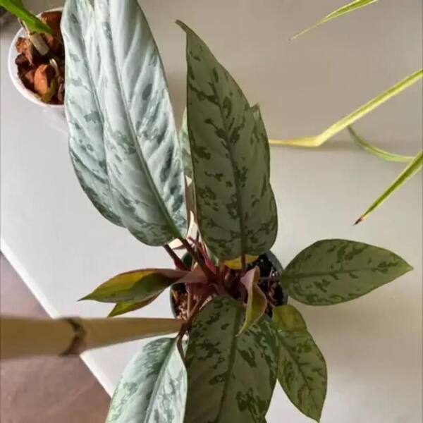 Wekiva Foliage Red Sword Homalomena- 2 Live Starter Plants in 2 in. Grower's Pots-Apoballis Acuminatissima Lavallaei