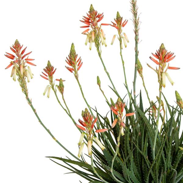 jumiso aloe serum Jumiso Super Soothing Cica & Aloe Facial Serum Buy Online in UAE – 117  Cosmetic Shop