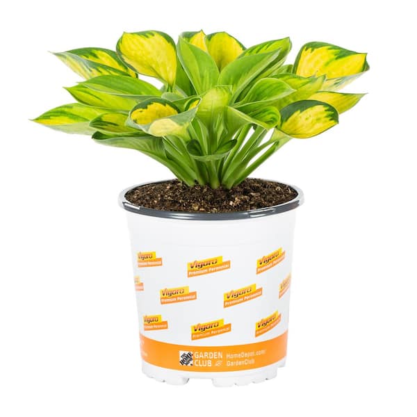 Metrolina Greenhouses 2.5-qt. Vigoro Variegated Rainbows End Hosta Perennial Plant