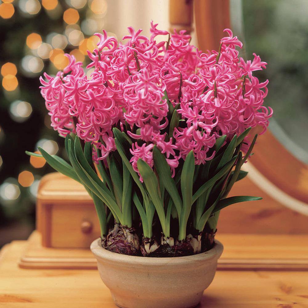 VAN ZYVERDEN PrePared Hyacinths For Indoor Forcing Pink Pearl (Set of 5