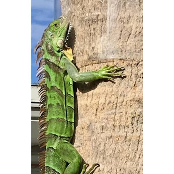 IGUANA GUARDS 48 in. x 16 in. Outdoor Clear Tree Wrap Kit for