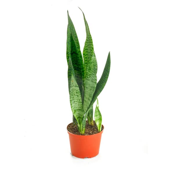 Shop Succulents Sansevieria Zeylanica Snake Plant, Live Indoor Plant, Easy Care Air Purifying Tropical Houseplant in 6 in. Grower Pot