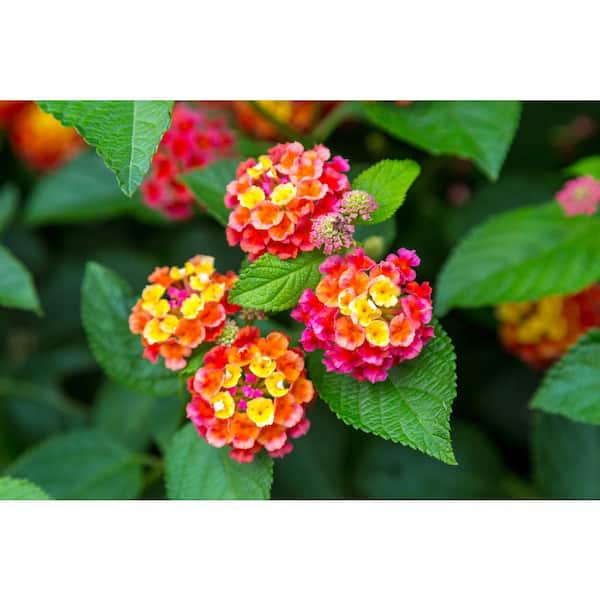 BELL NURSERY 8 in. Lantana Live Annual Plant (2-Pack)
