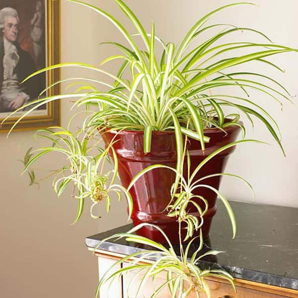 Spider Plant - Urban Garden Center