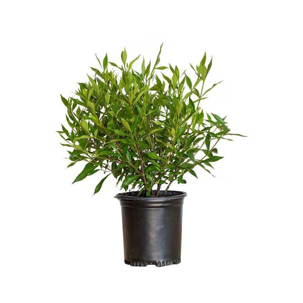 FLOWERWOOD 2.5 Qt. Frost Proof Gardenia, Live Evergreen Shrub, White Fragrant Blooms