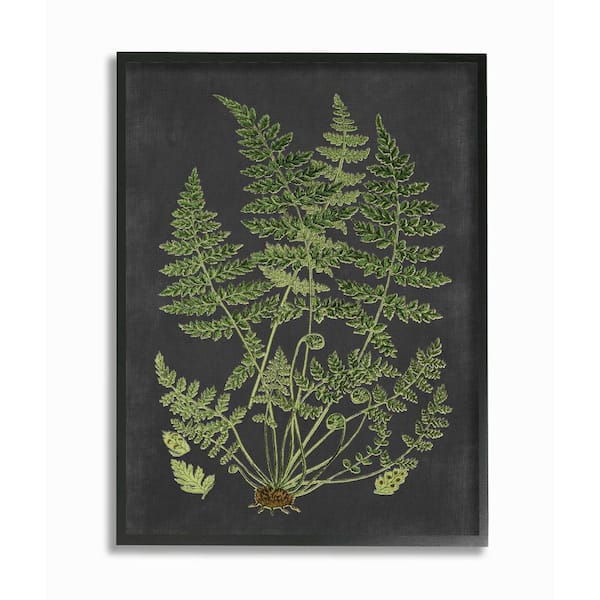 Stupell Industries "Botanical Drawing Green Black Design "by Lettered and Lined Framed Abstract Wall Art 30 in. x 24 in.