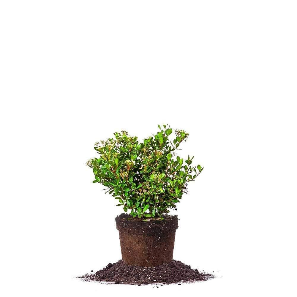 Mrs. Schiller's Delight Viburnum Shrub in 1 Gal. Grower's Pot THD00092 ...