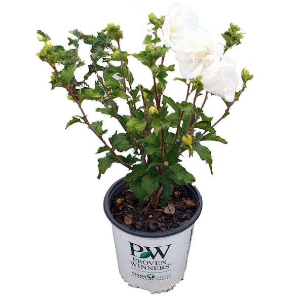 PROVEN WINNERS Hibiscus White Chiffon Rose of Sharon (Hibiscus) Live Shrub, White Flowers
