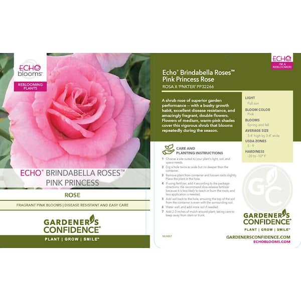 2 Gal. Echo Brindabella Roses Pink Princess Plant with Fragrant Pink Flowers