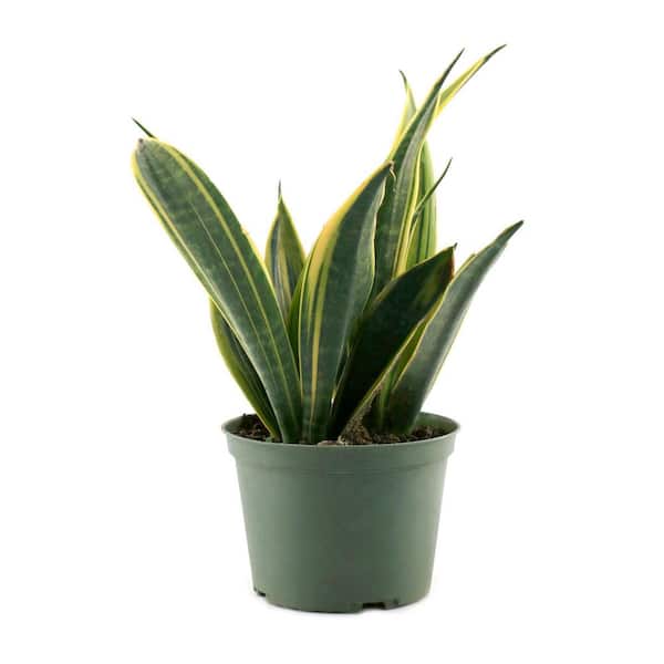 sansevieria robusta Sansevieria Futura Robusta — Cactus en Ligne
