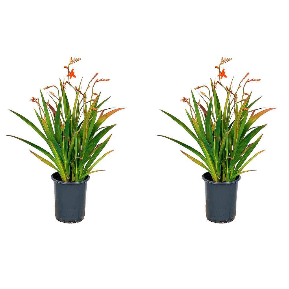 2.5 qt. Perennial Crocosmia Lucifer (2-Pack)