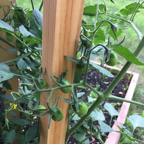 24 in. Pine Wood Grade Stakes (6-Pack)