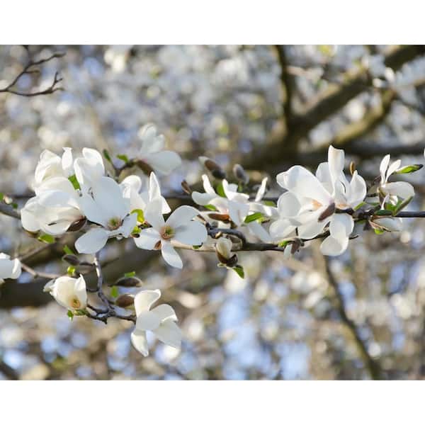 BELL NURSERY 3 Gal. Kobus Magnolia Live Flowering Tree with Showy Fragrant White Flowers (1-Pack)