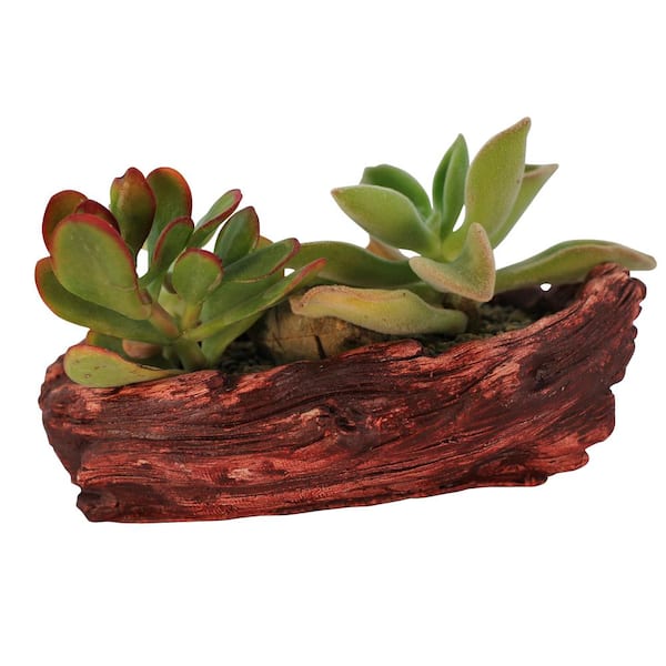 Unbranded 7.25 in. x 4.5 in. x 2.5 in. Redwood Ceramic Wood Plant Pot - Unique Succulent Planter Whale Log