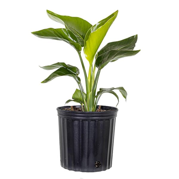 United Nursery White Bird of Paradise Live Indoor Strelitzia Nicolai Plant Shipped in 9.25 inch Grower Pot