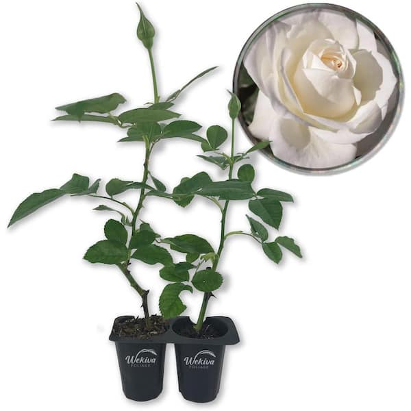 Wekiva Foliage Moondance Rose Bush- 2-Live Starter Plants in 2 in. Growers Pots-Beautifully Fragrant Floribunda Rose