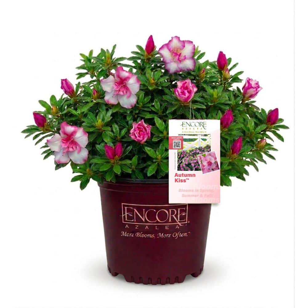 完売 韓国ブランド【AZALEA】クールベッド　SMサイズ ピンク ENCORE AZALEA 1 Gal. Autumn Kiss Azalea Shrub with Reblooming Two