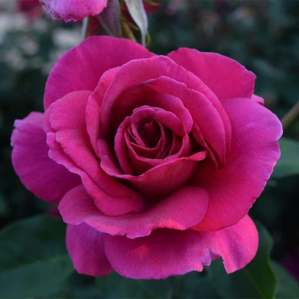 Vigoro 2 Gal. Legend Of Rossi Rose with Hot Pink Flowers 17551