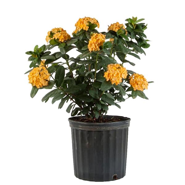 Costa Farms 1 Gal. Ixora Maui Shrub with Yellow IGIX3 - The Home Depot